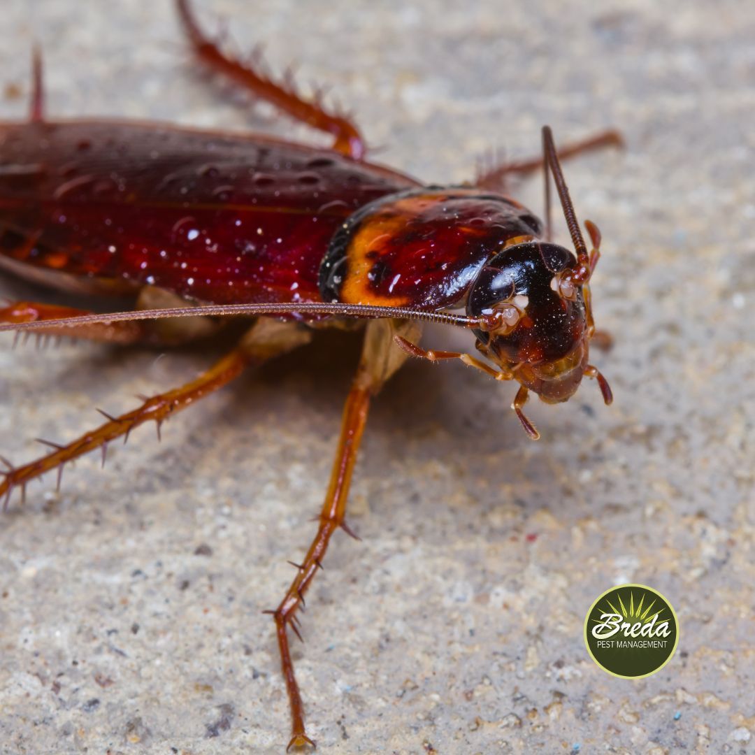 close up picture of an American roach inside an Atlanta area home