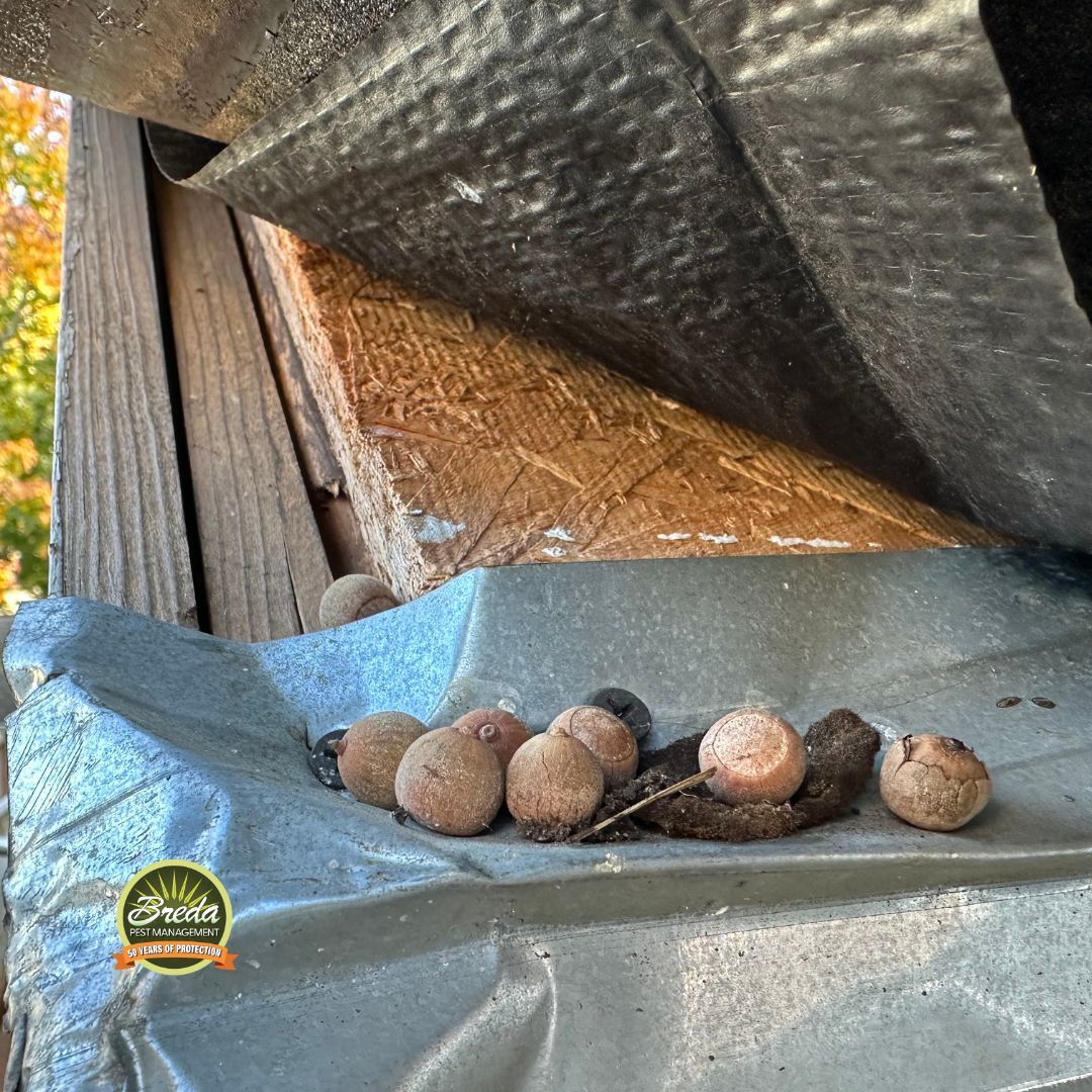 pile of nuts left under Georgia house roof pest entry point