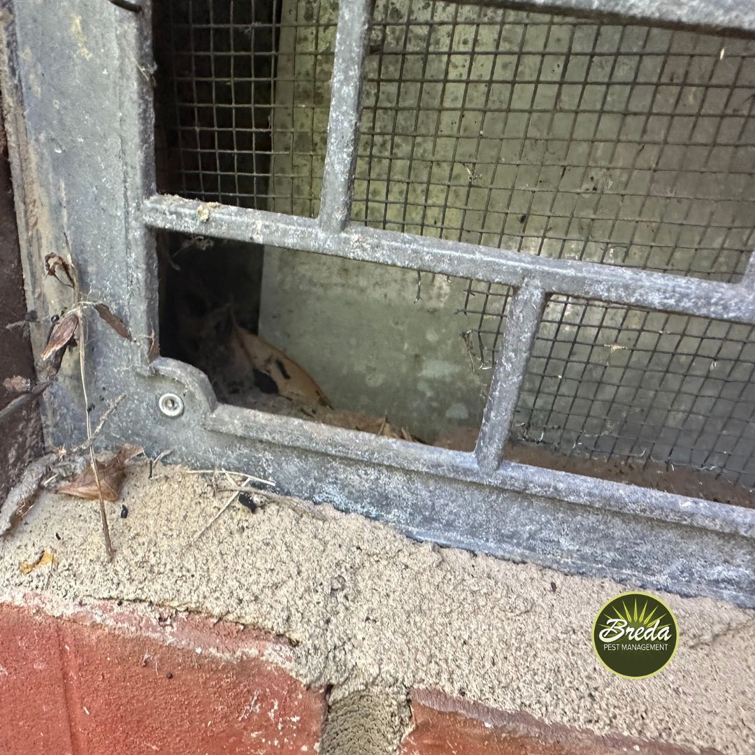 chewed hole in exterior grate on Georgia home pest control