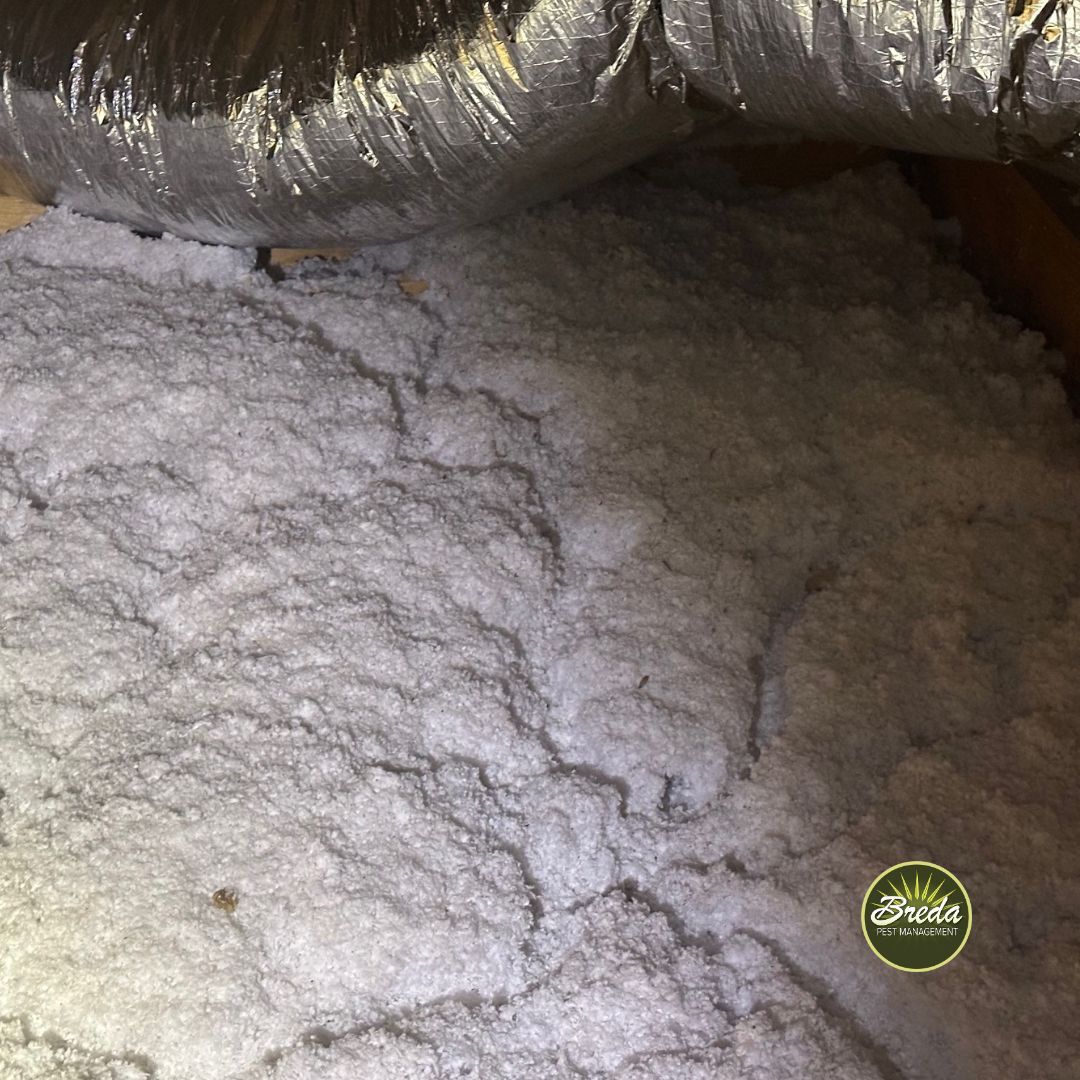 mice runways in attic insulation in Georgia home rodent control in attics