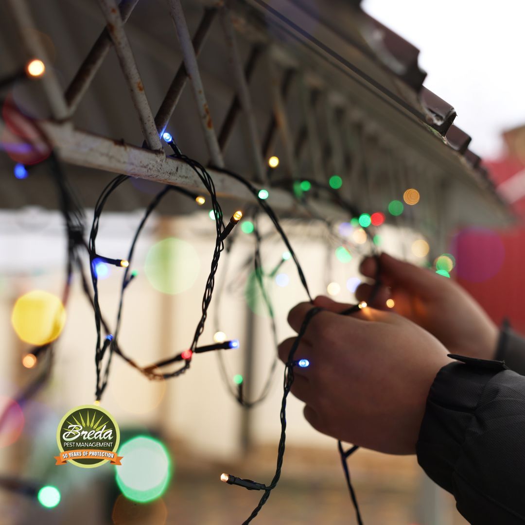 man hanging strand of Christmas lights outside holiday lights and pests in Georgia