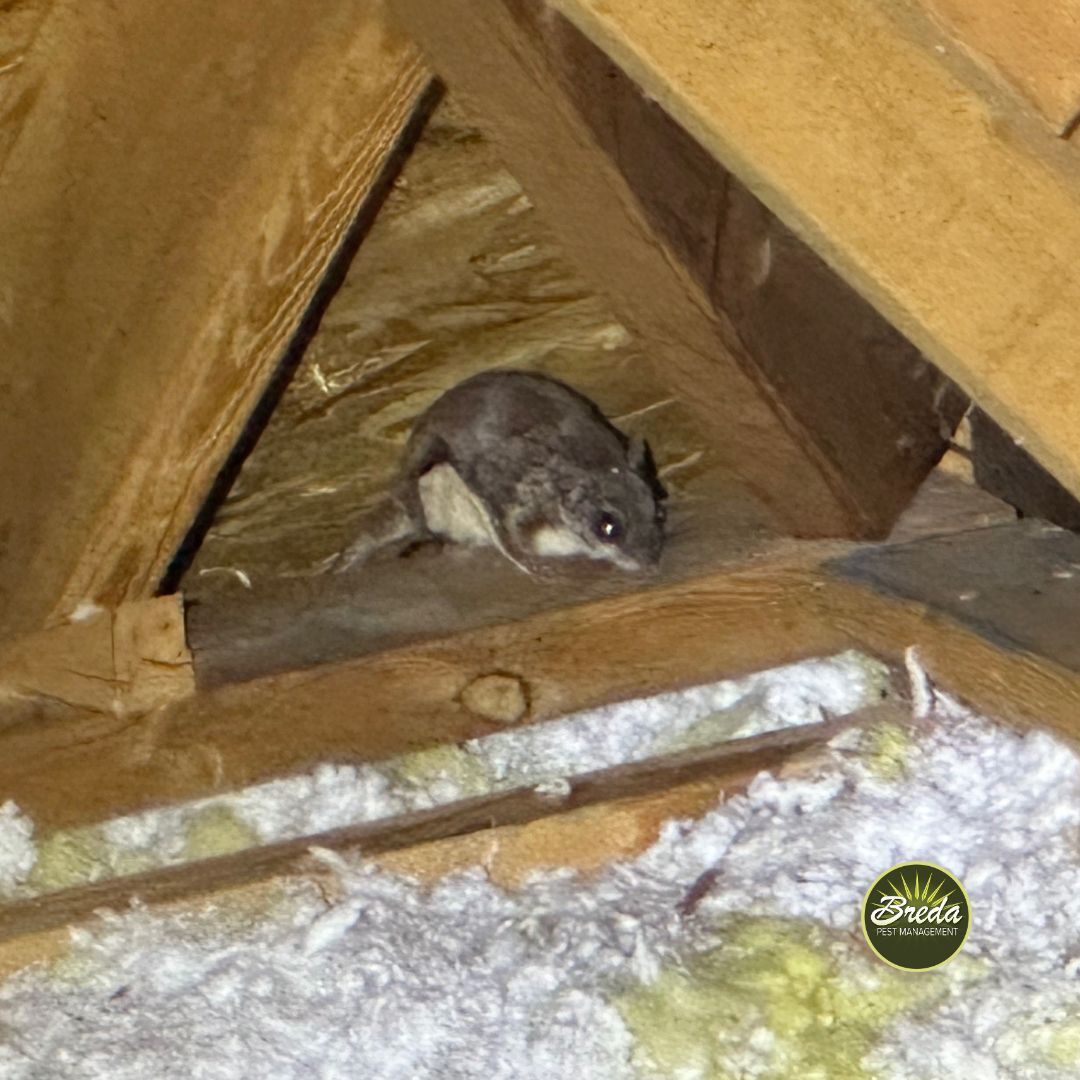 flying squirrel hiding in attic rafters in Georgia home