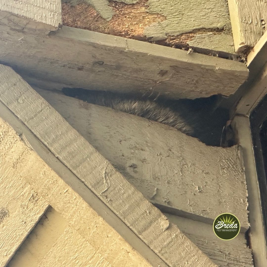 wild animal inside hole in side of home wildlife extraction BREDA Pest Management