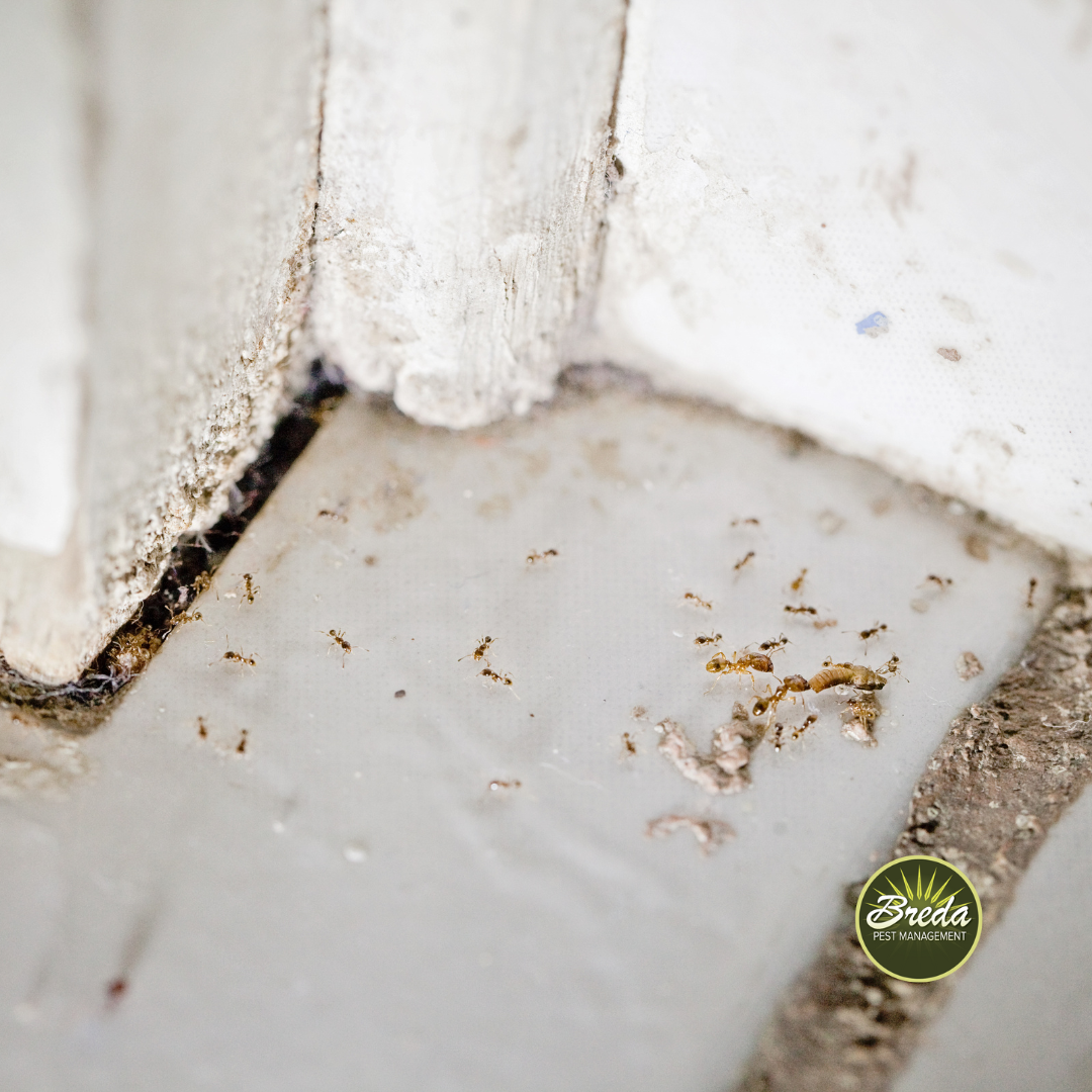 ants entering home through gap ant control Bogart GA