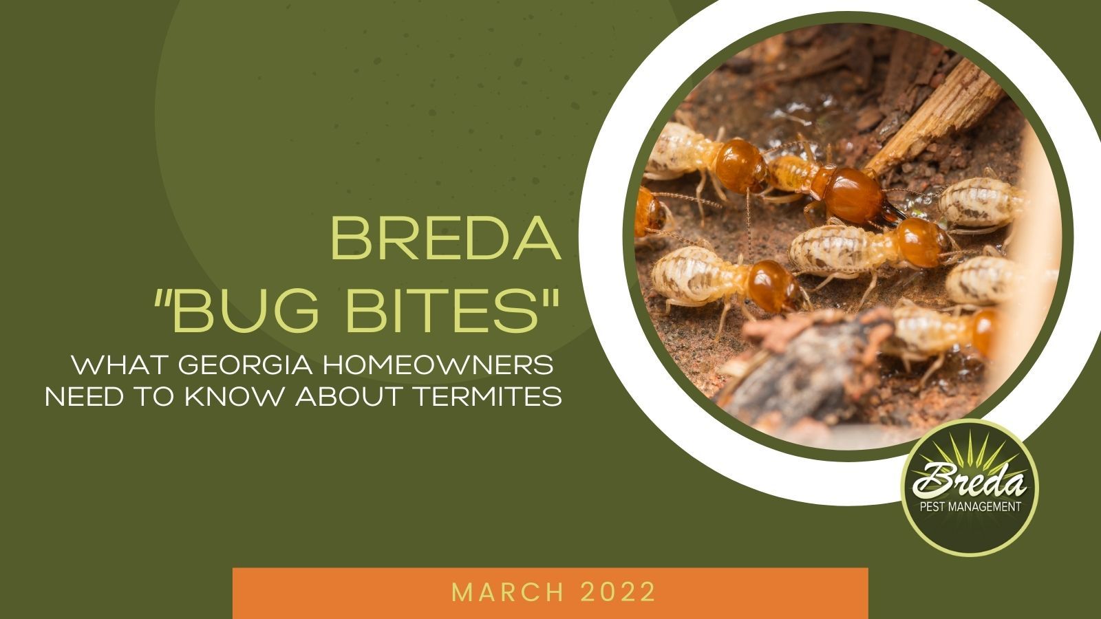 Types Of Termites And How To Identify Them Breda Pe Vrogue Co