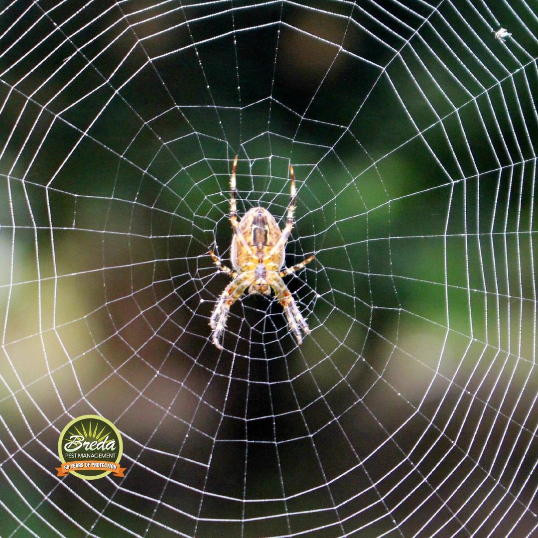 spider in a web outside August pest control metro Atlanta