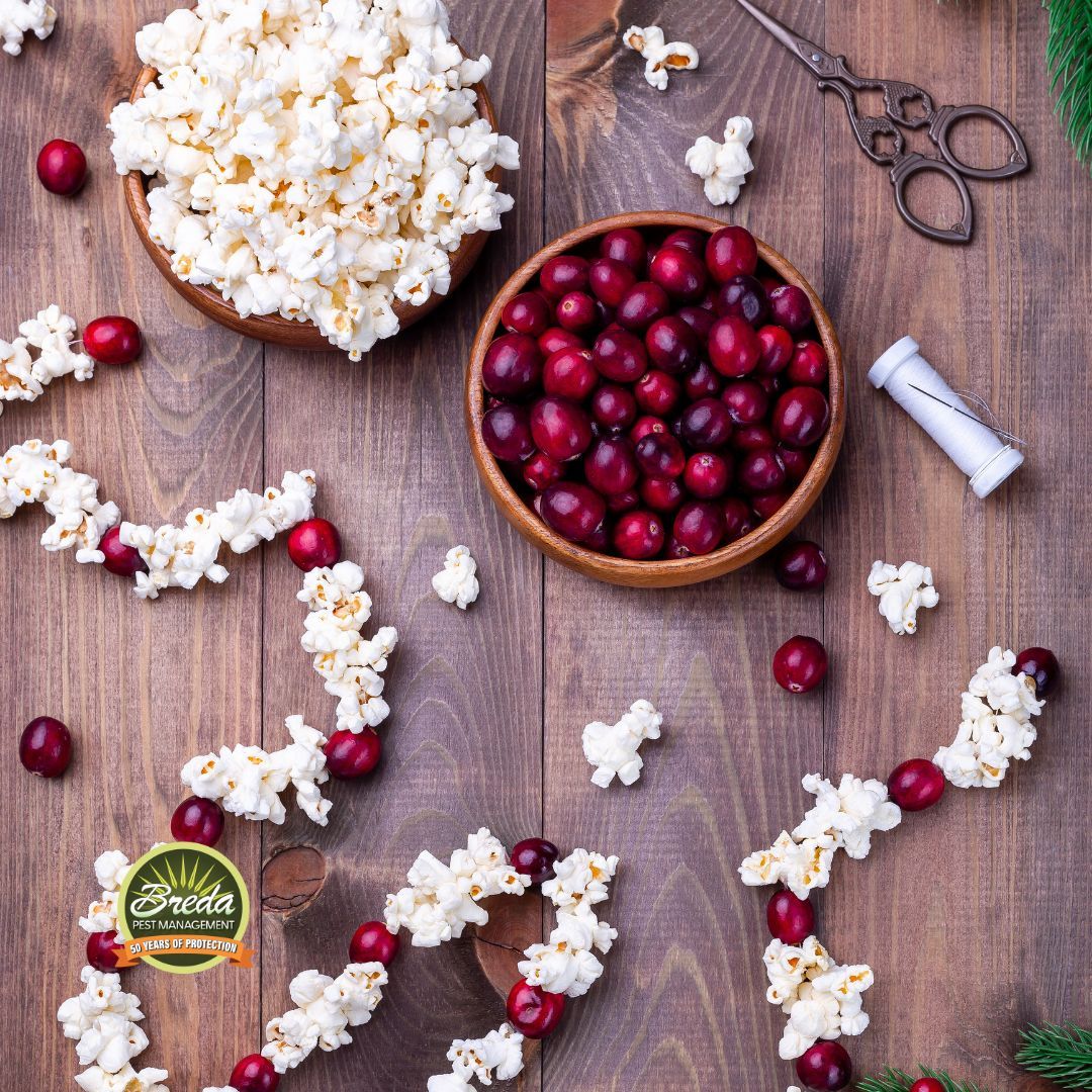 popcorn and cranberry strands for Christmas tree holiday lights and pests in Georgia