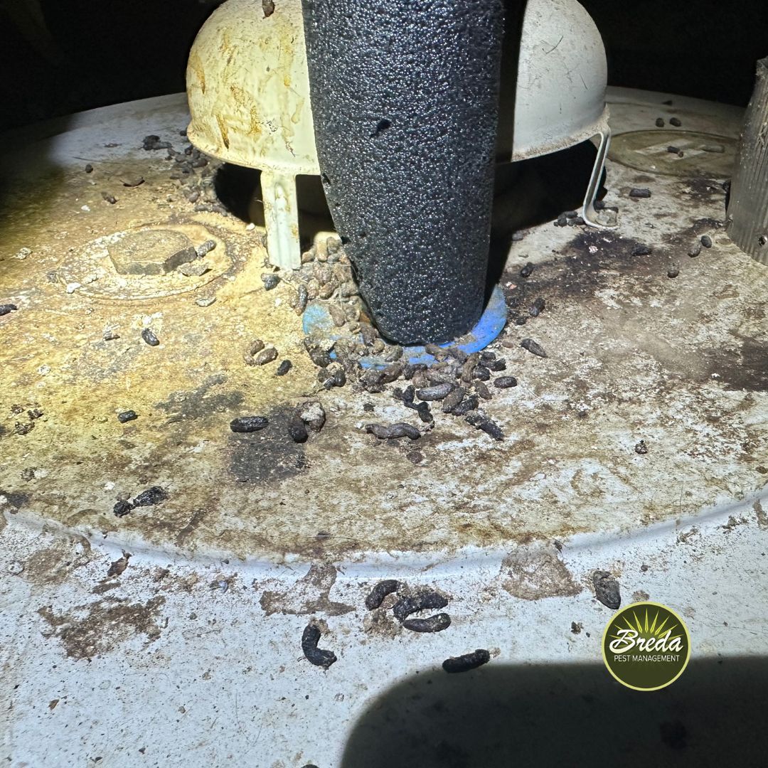 Norway rat droppings on top of a hot water heater