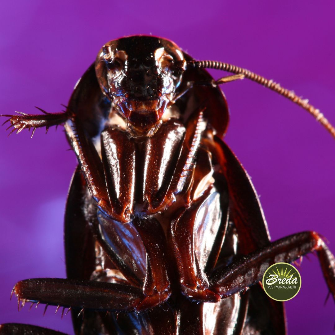 close up photo of roach roach pest control in Georgia