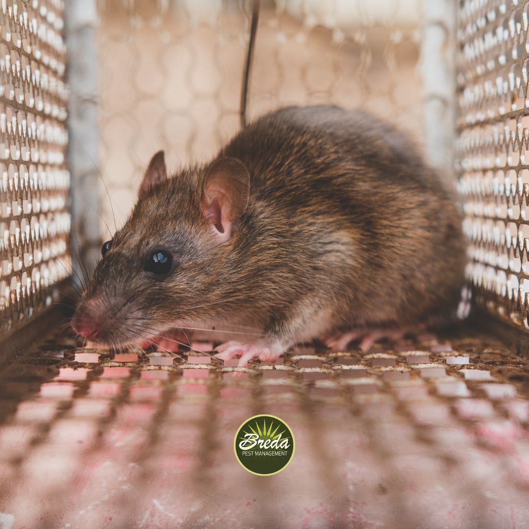 mouse trapped in a rodent trap rodent control Athens GA