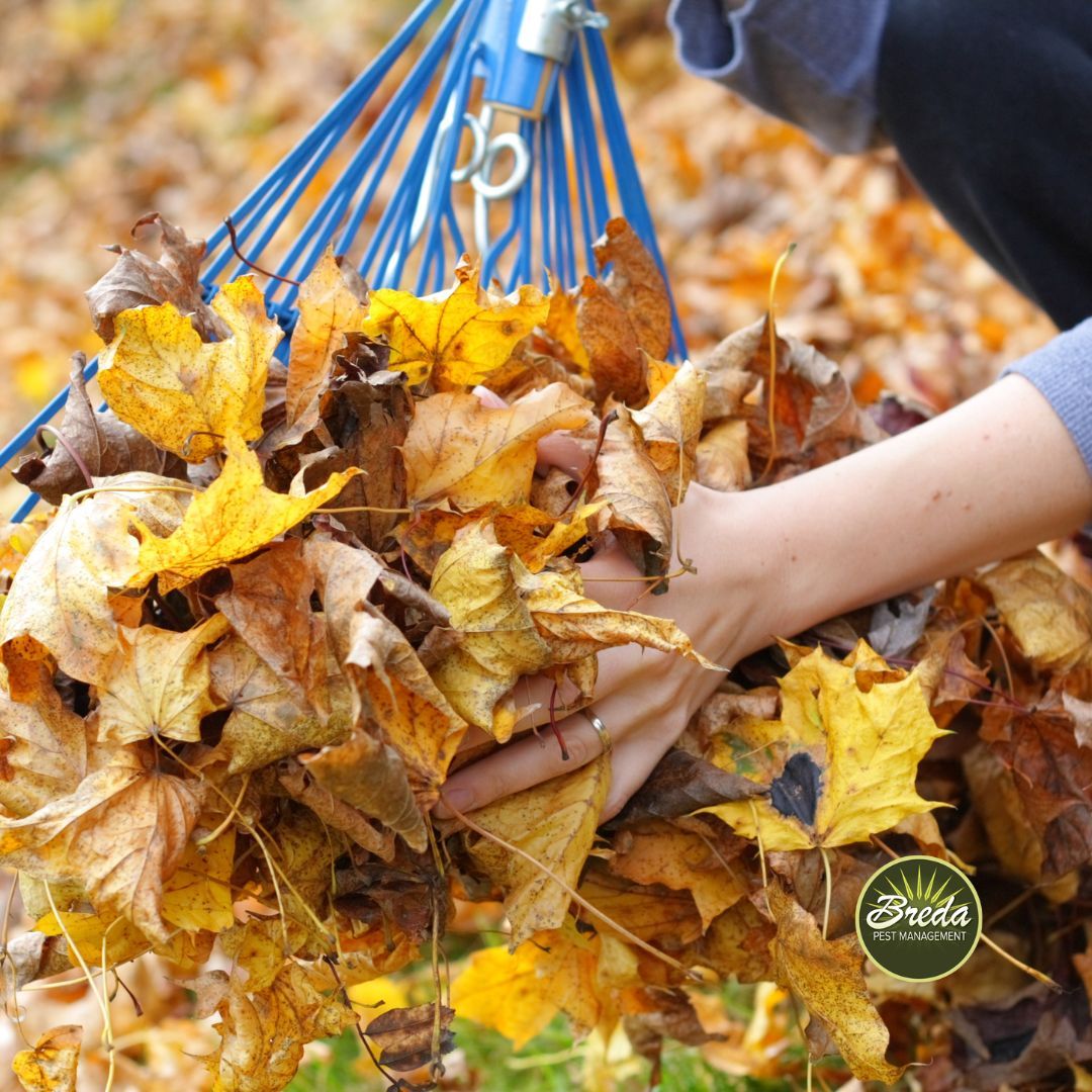 raking leaves to prevent gray squirrel in Georgia