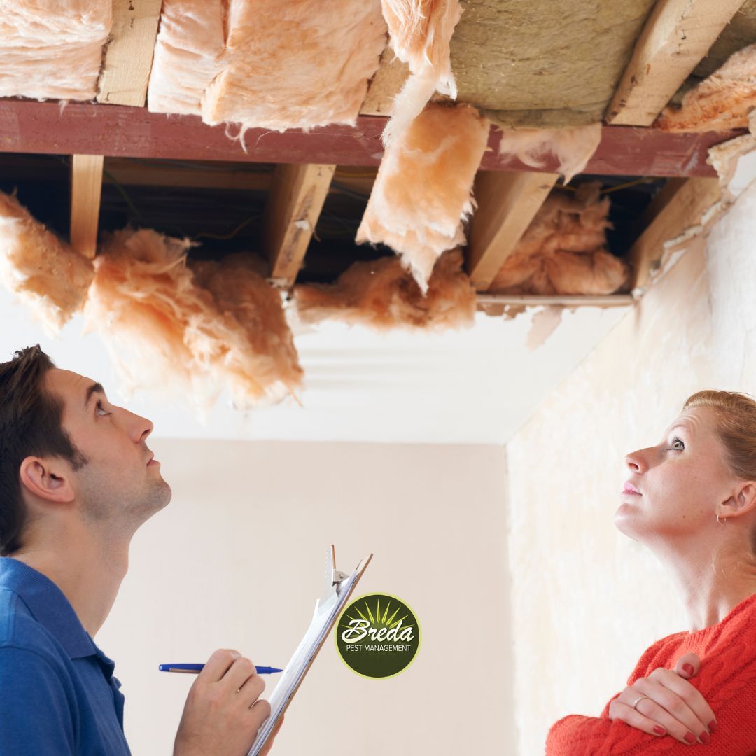 man and woman inspect ceiling for termite damage