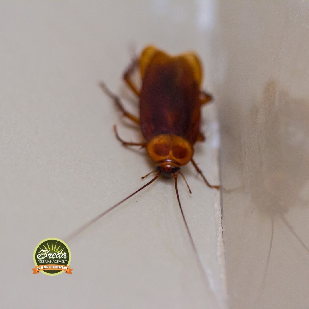 cockroach crawling on bathroom floor hidden moisture pest problems in Georgia