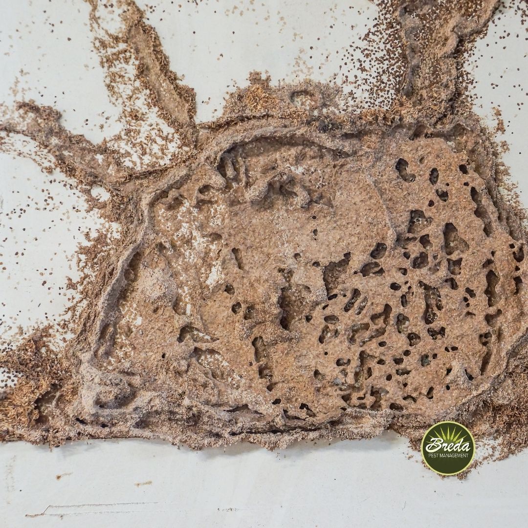 termite tunneling and damage in drywall termite control near Good Hope GA