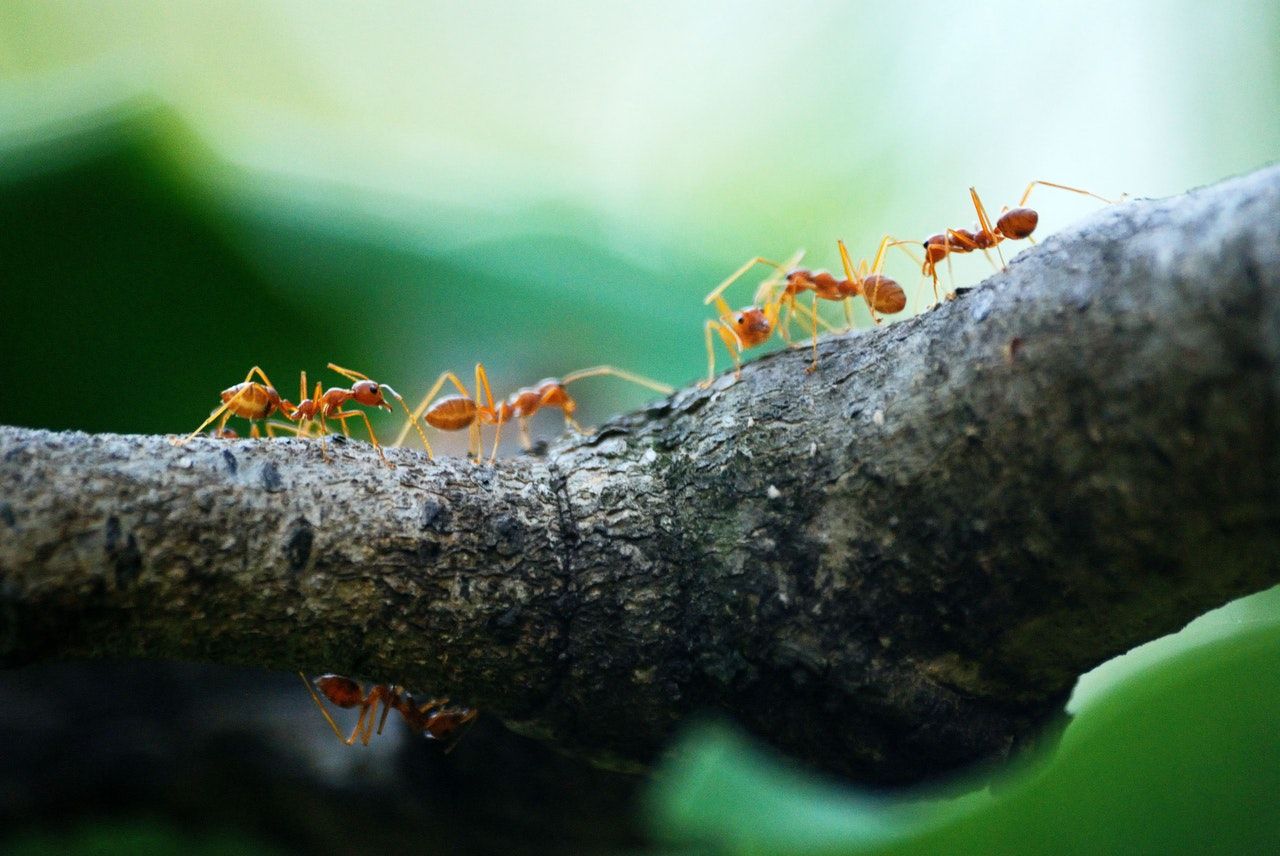 5 red ants crawling on a tree branch