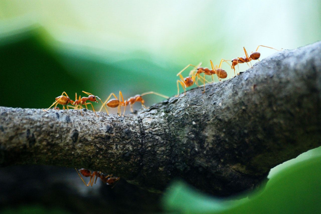 Here’s Why You Have Ants on Your Trees Breda Pest Management