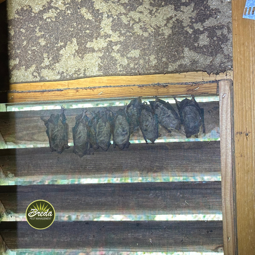 bats hanging in attic vent in Georgia home bat proofing Georgia home