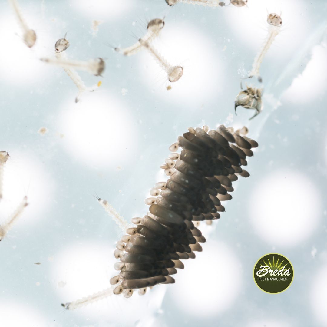 mosquito eggs and larvae in water mosquito control in Metro Atlanta
