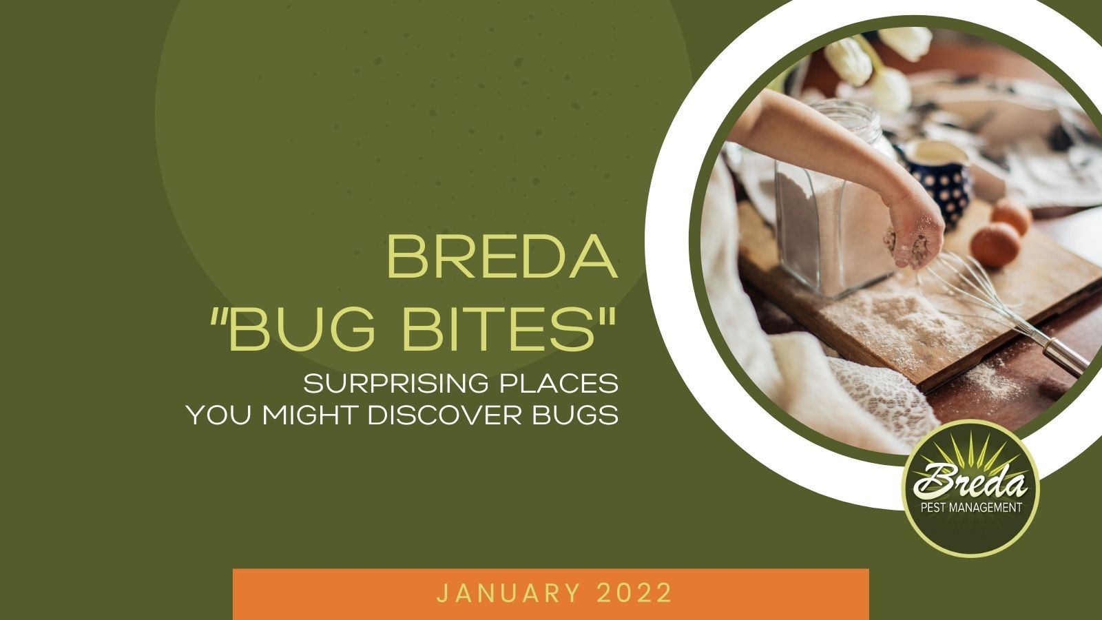 breda offers pest management solutions in atlanta