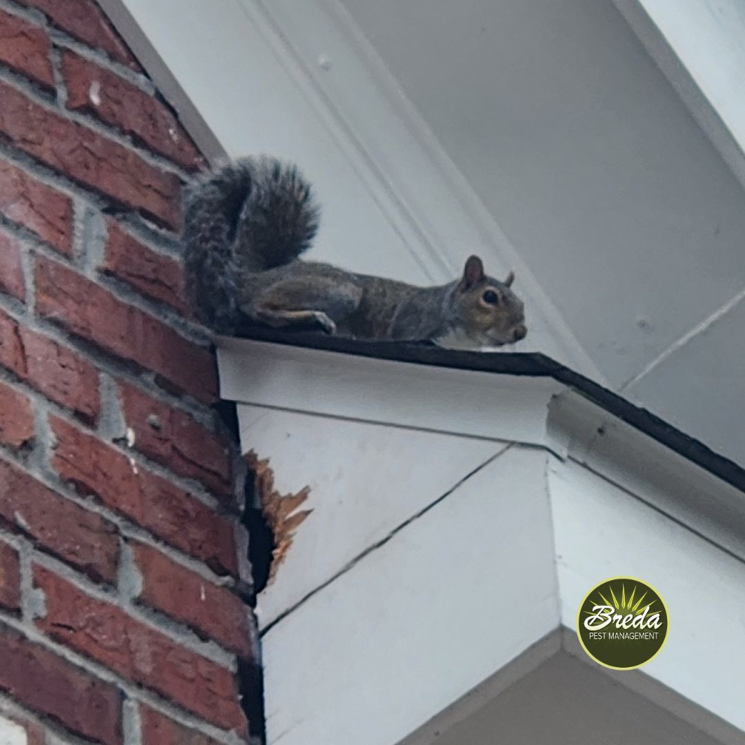 gray squirrel on exterior of Georgia home with chewed entry point gray squirrel flying squirrel in Georgia