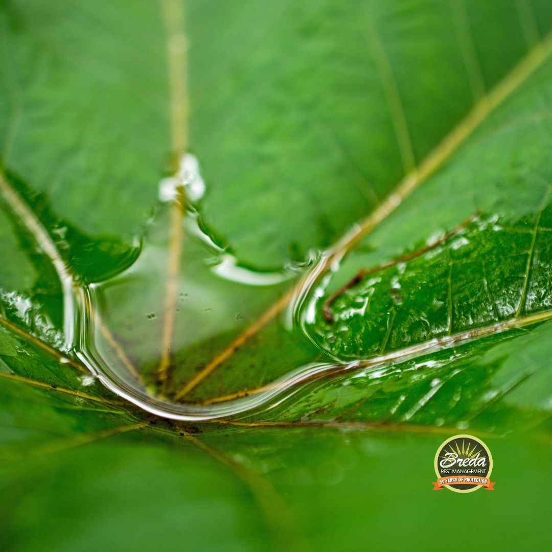 standing water on a leaf mosquito control in Metro Atlanta