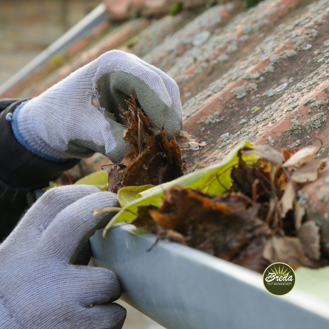 close up of leaf removal from a clogged gutter on a house roof backyard mosquito control in Atlanta GA