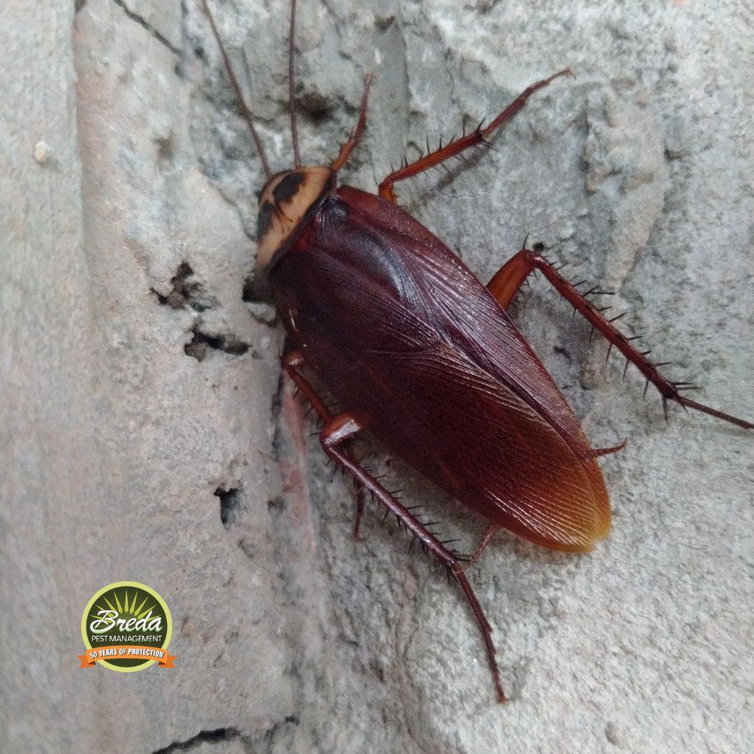 american cockroach crawling on stone outside a Georgia home cockroach pest control in Metro Atlanta