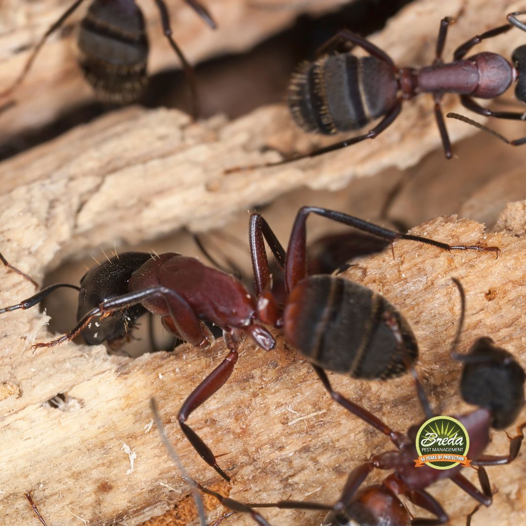 carpenter ants tunneling in wood carpenter ants or termites in Dunwoody GA