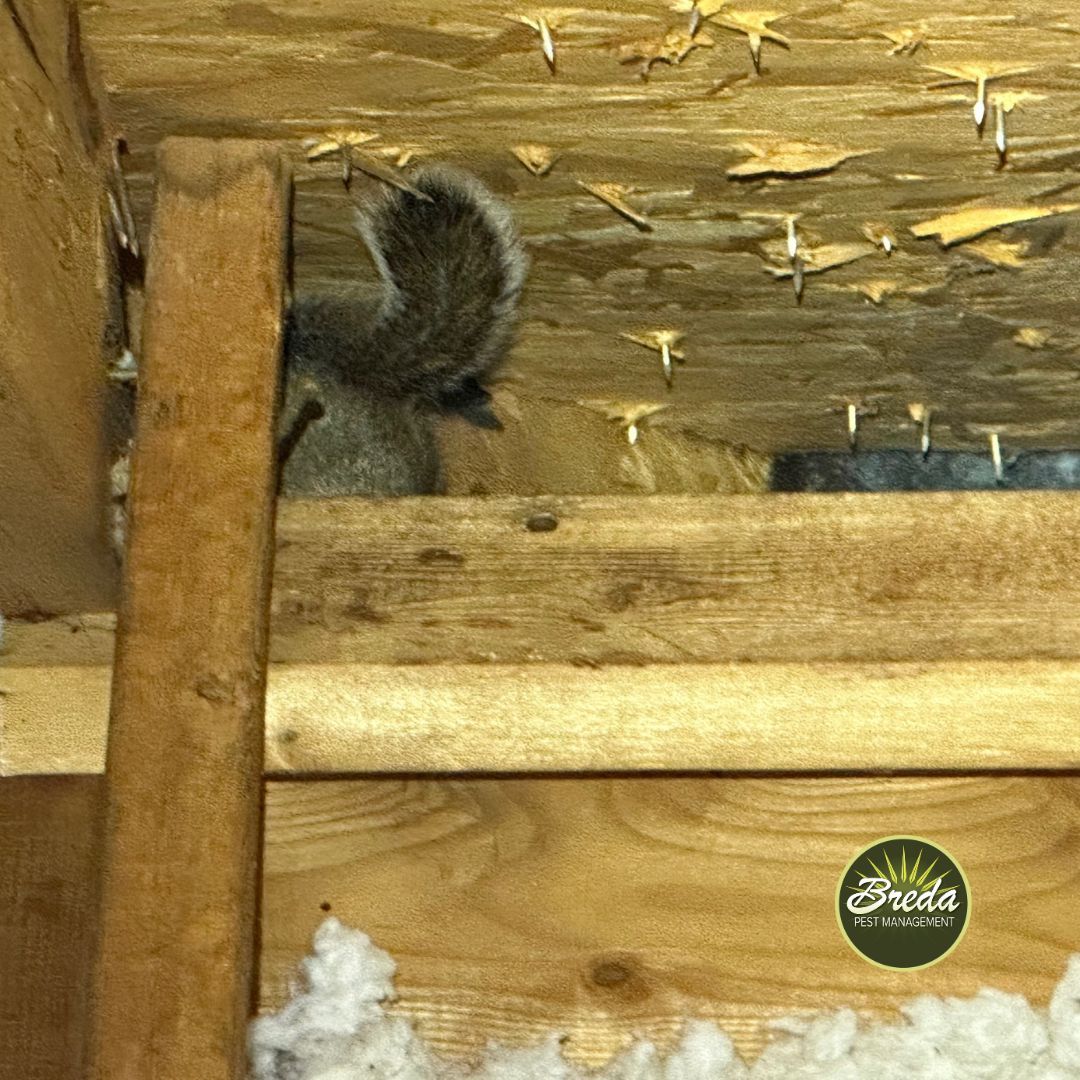 gray squirrel hiding in Georgia home attic gray squirrel flying squirrel in Georgia