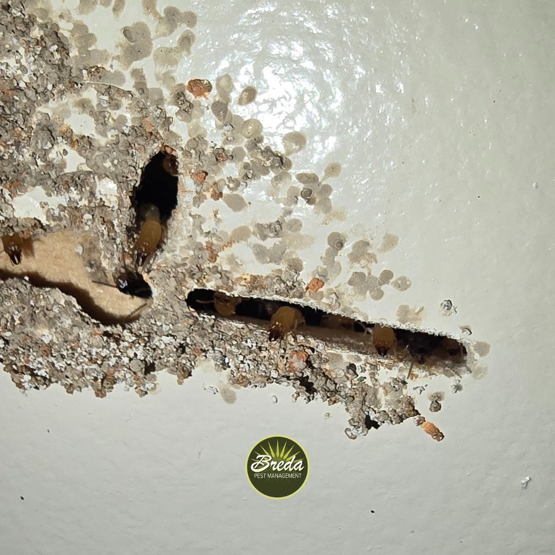 Termites and termite damage inside interior house wall