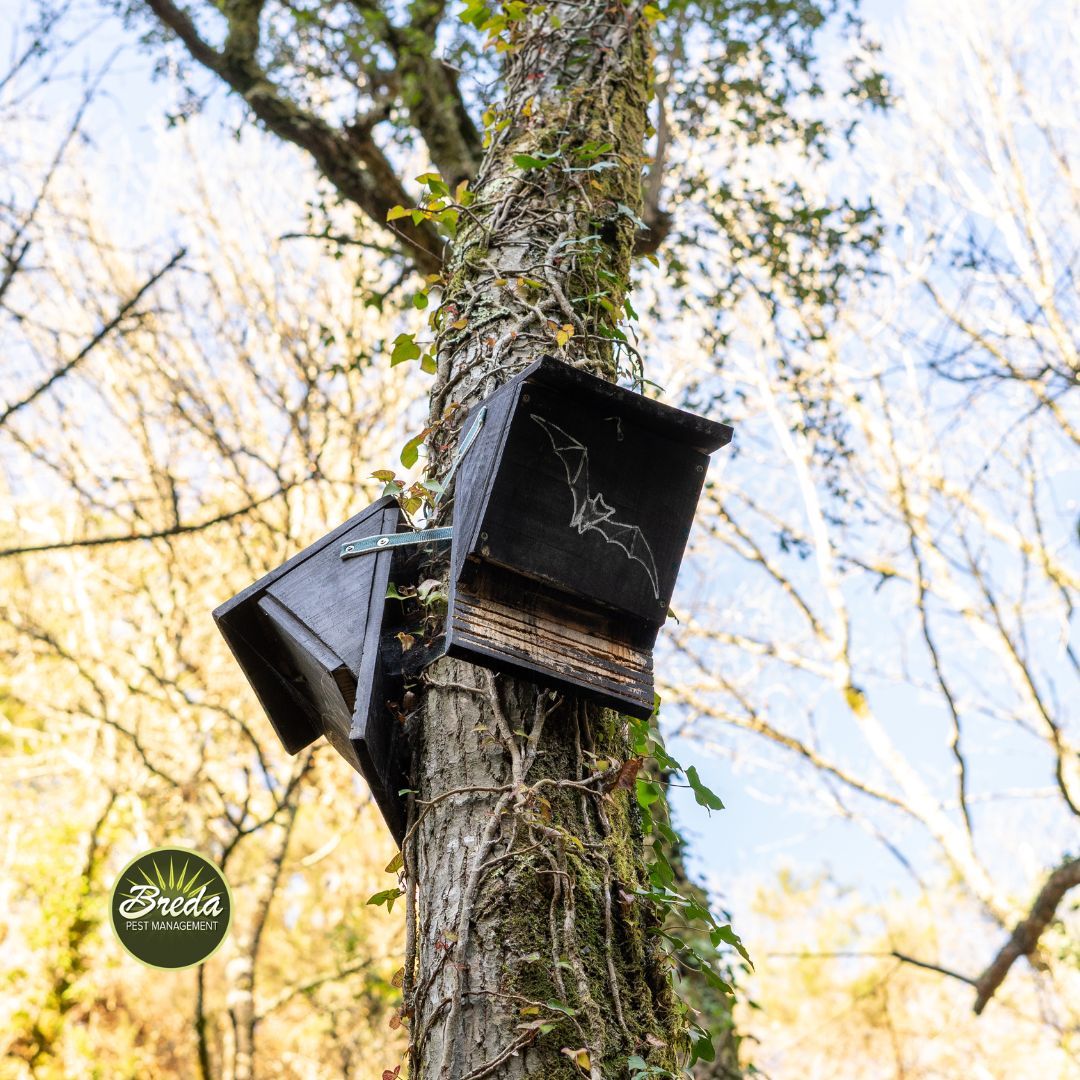 Bat houses installed on a tree outdoor mosquito control
