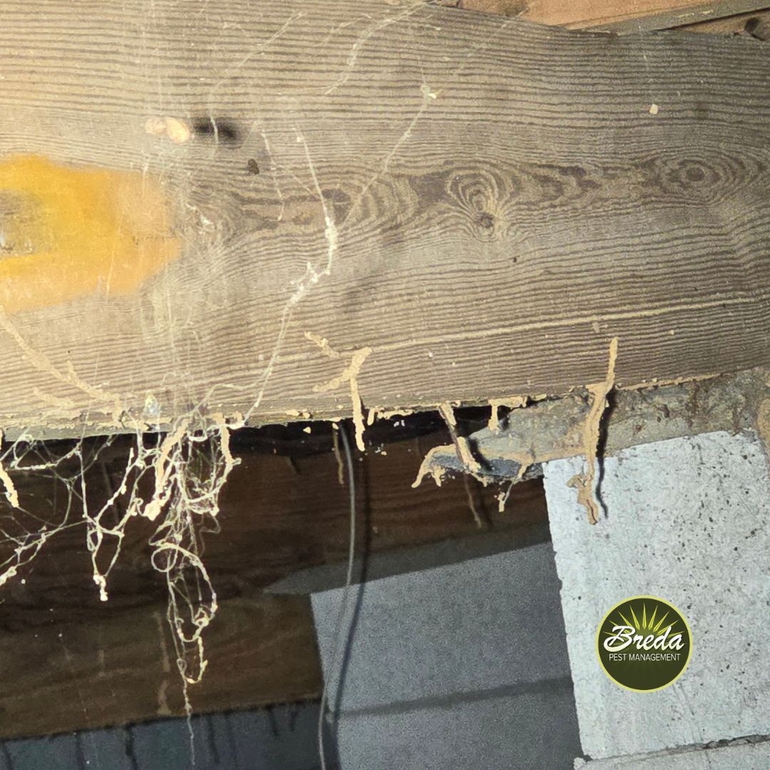termite mud tubes on crawlspace piers and wood beams in crawlspace termites and termite swarmers in Georgia