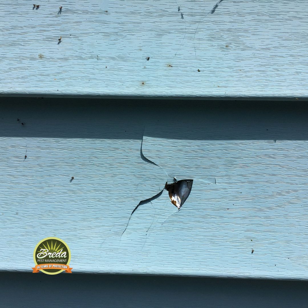 crack in house siding diy fall pest control Cumming GA