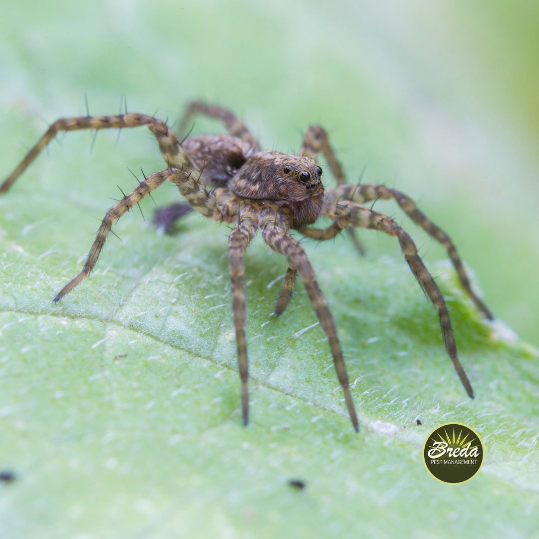 wolf spider sitting on a green leaf