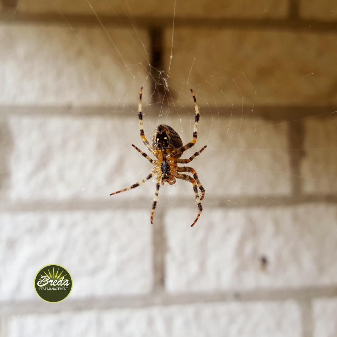 brown house spider in a web in front of a brick wall