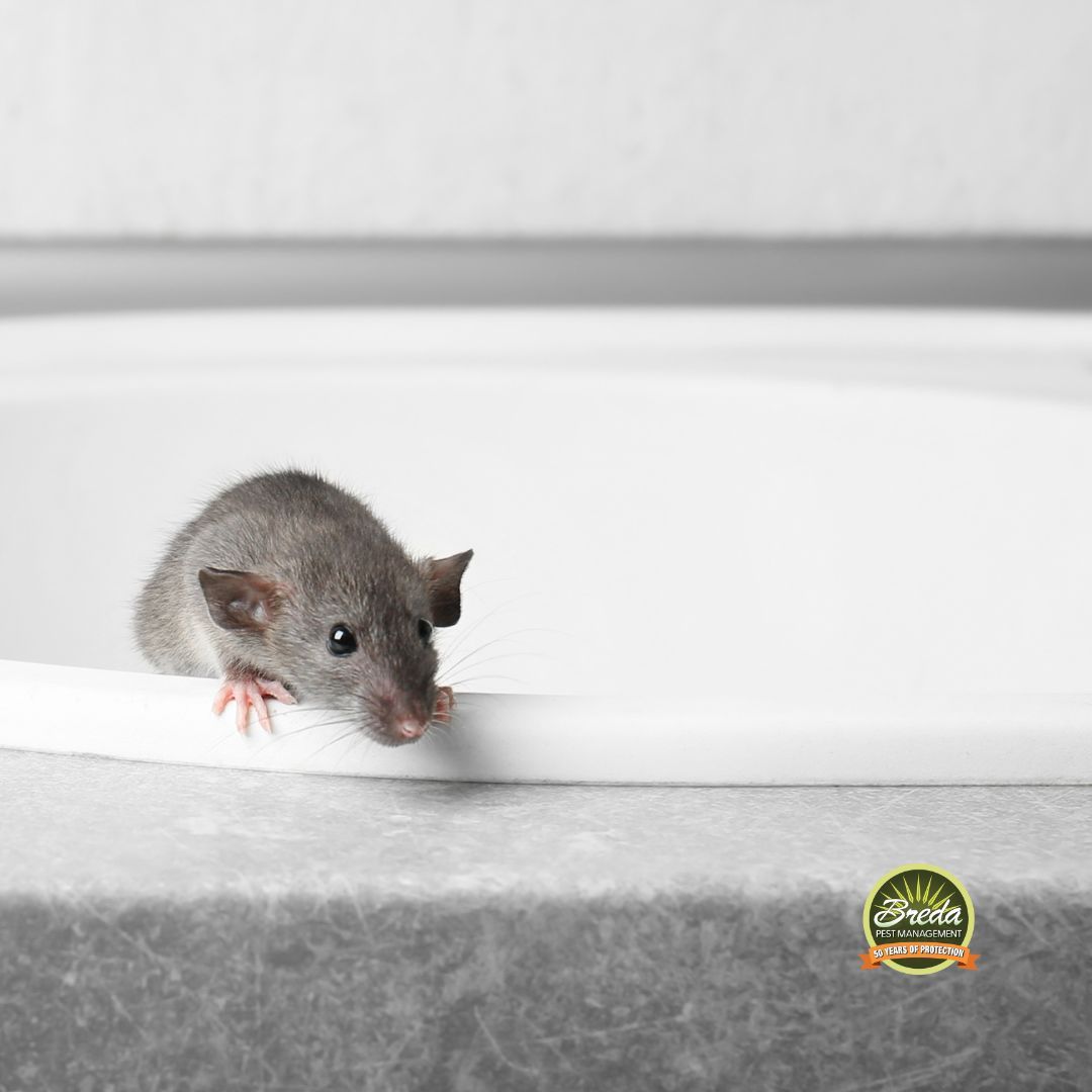 mouse inside of a bathroom sink eco friendly pest control Flowery Branch GA
