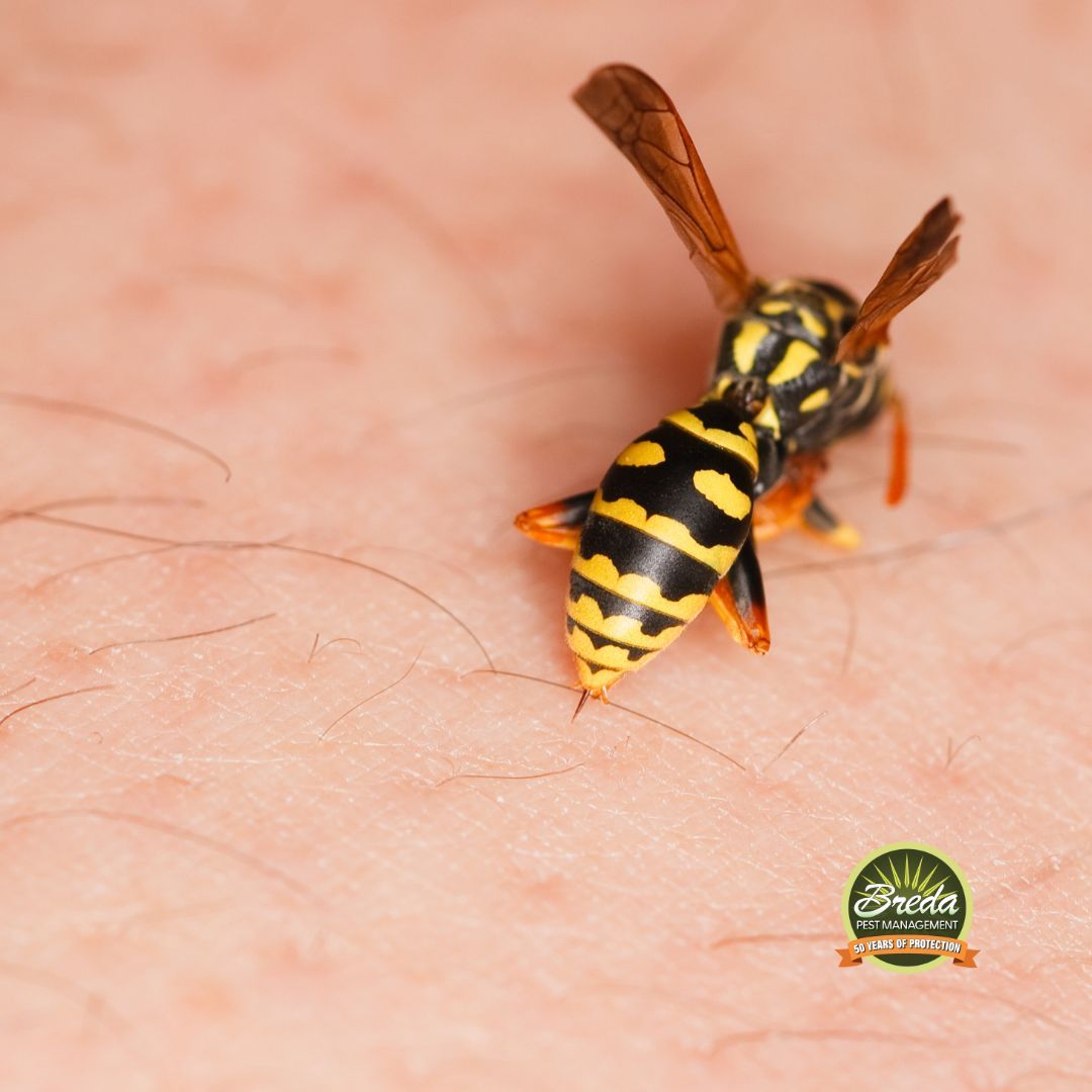 yellowjacket stinging a person professional wasp removal