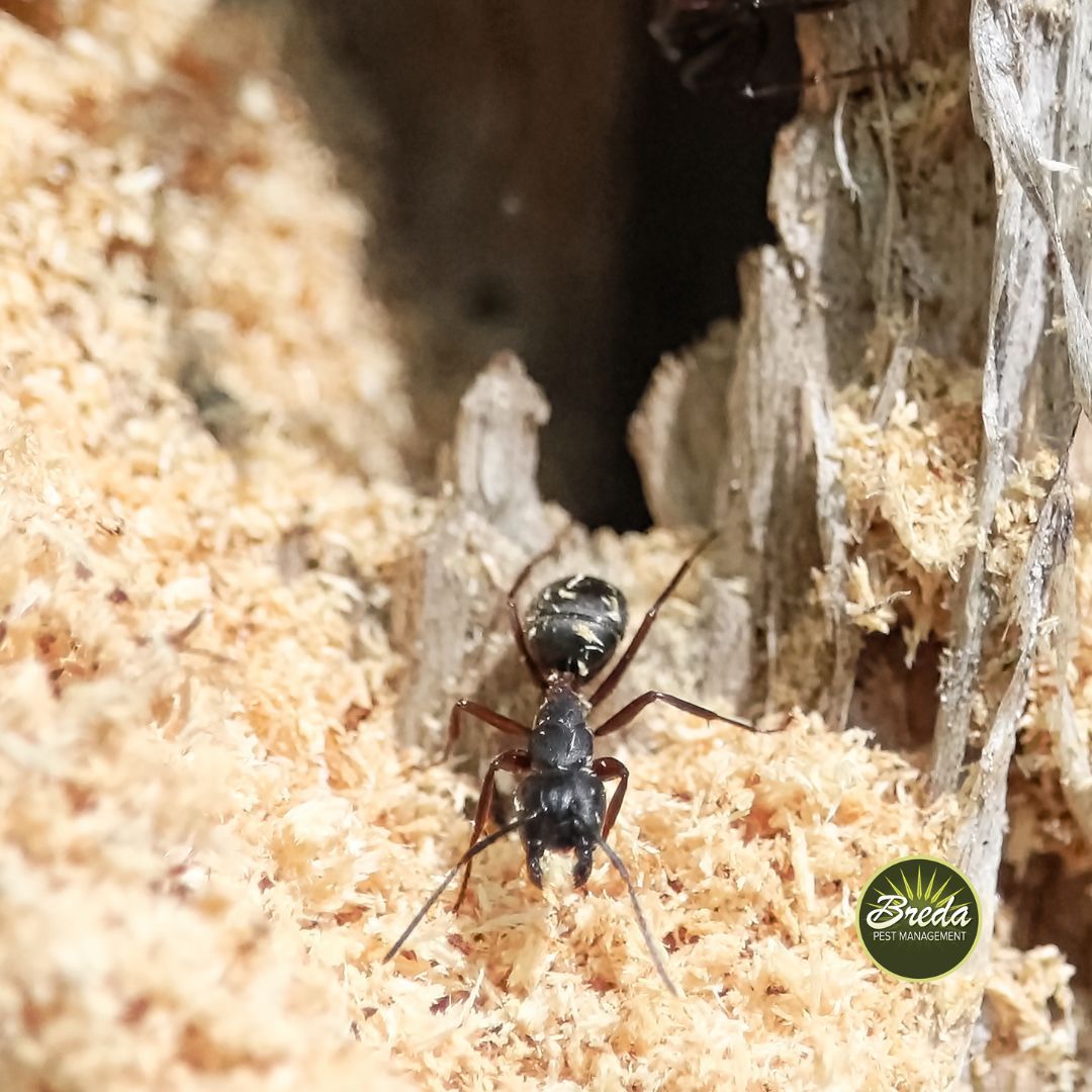 carpenter ant in wood shavings georgia ants