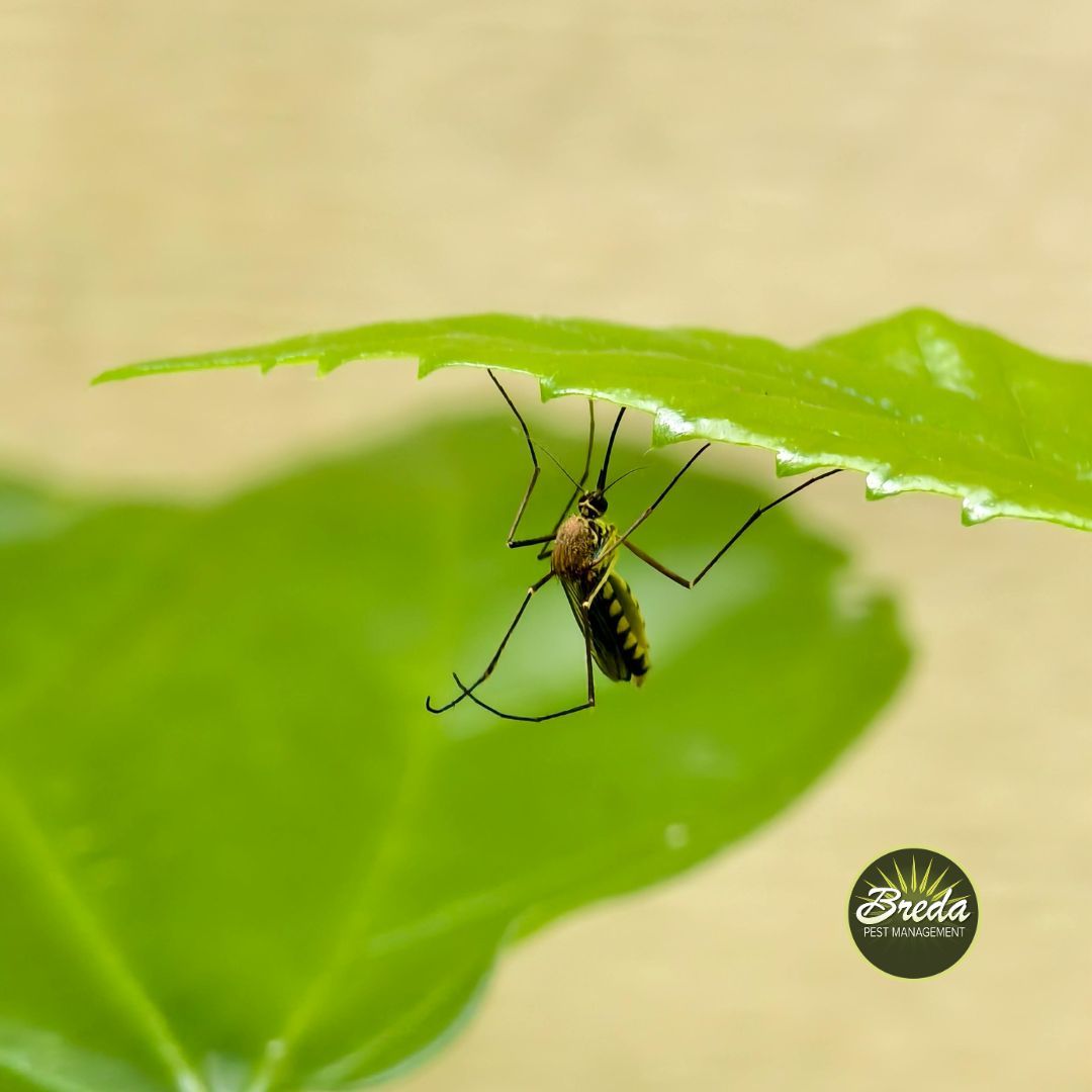 close up picture of a mosquito on the underside of a leaf mosquito control in Metro Atlanta
