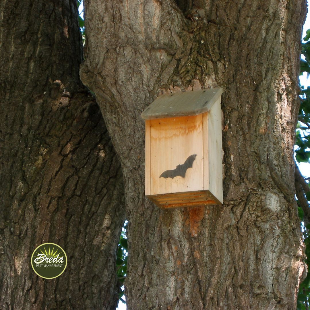 bat house hanging on a tree in Sandy Springs