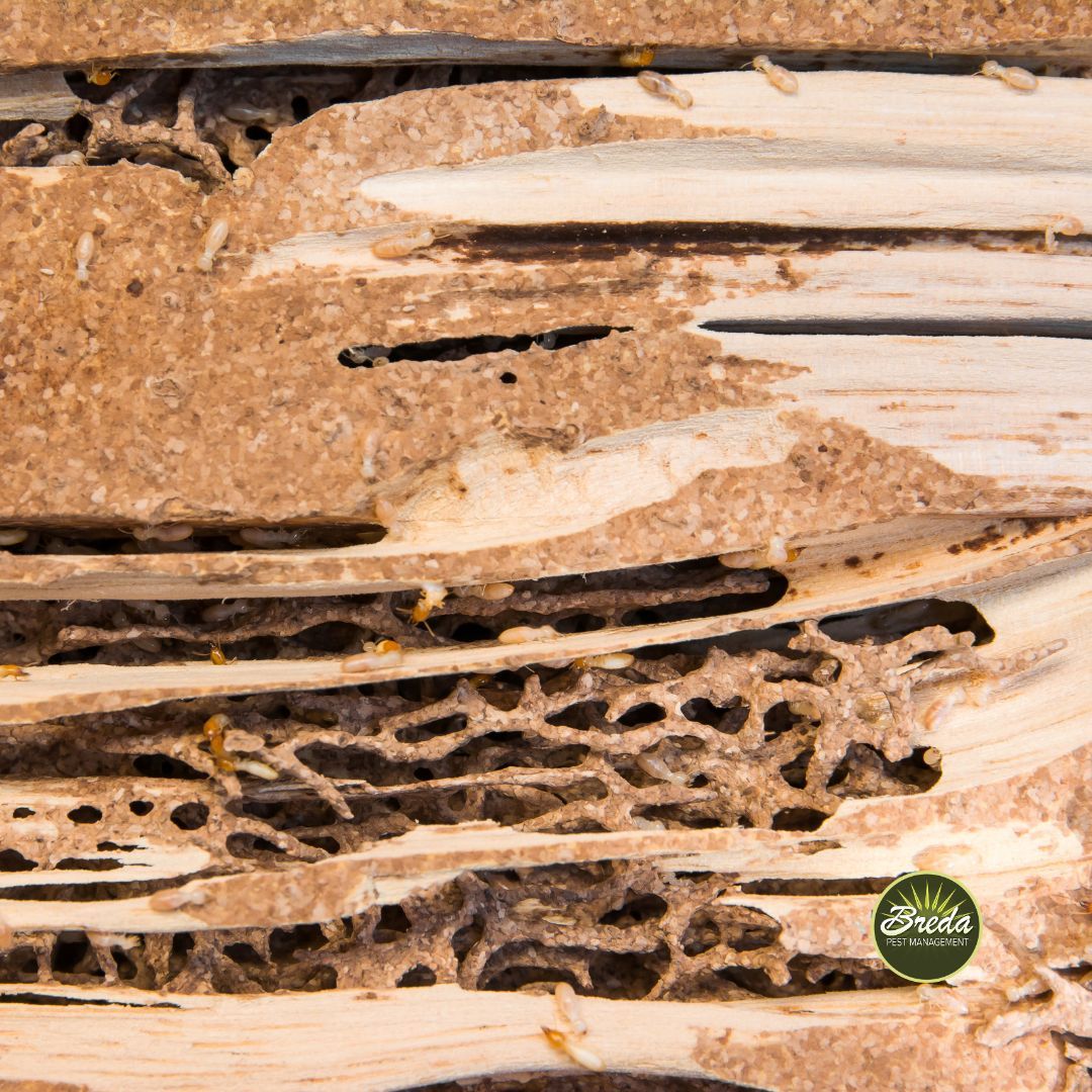 cross section photo of termite damage and tunneling inside wood termite control in Atlanta GA