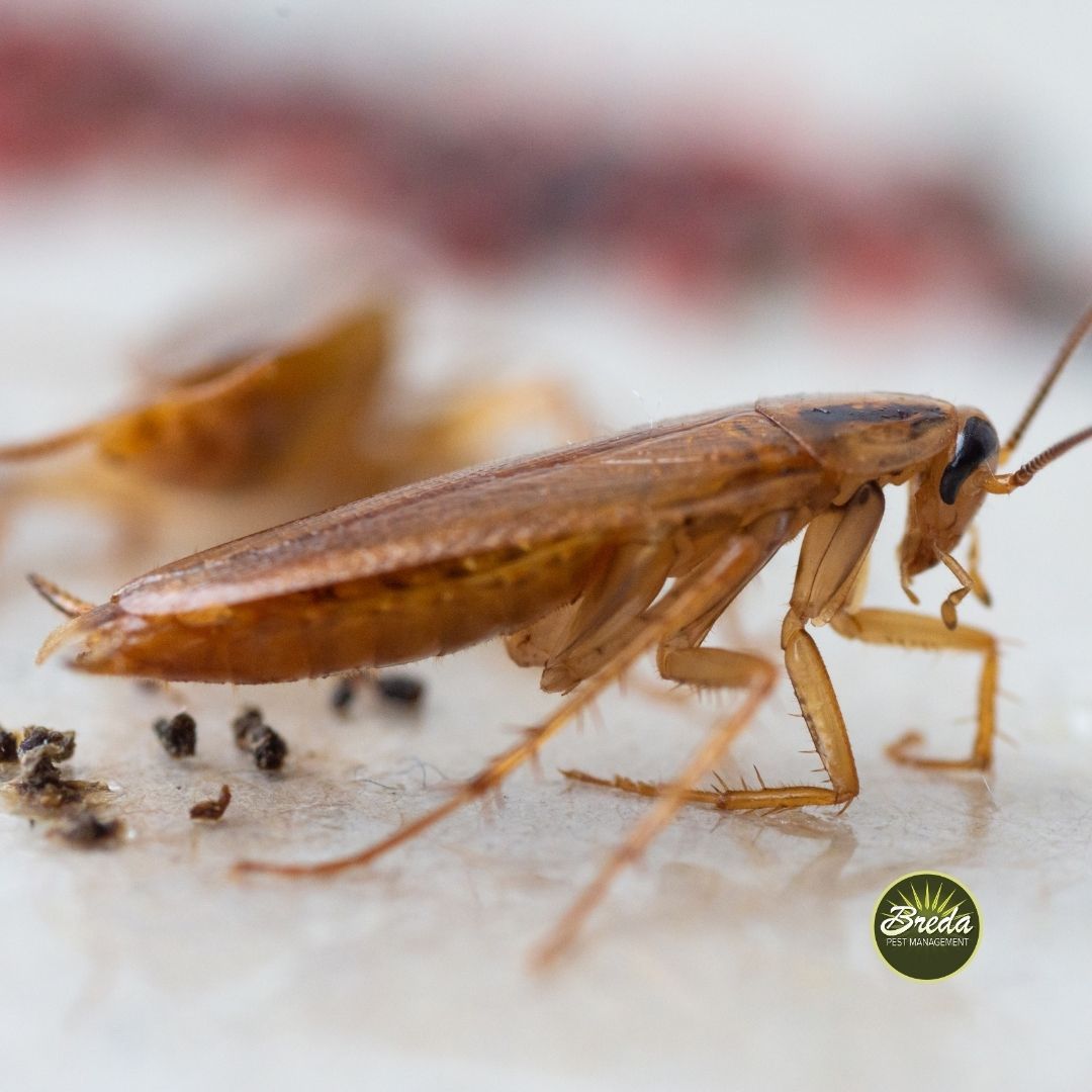 close up picture of a cockroach standing over cockroach droppings winter cockroach control in Georgia