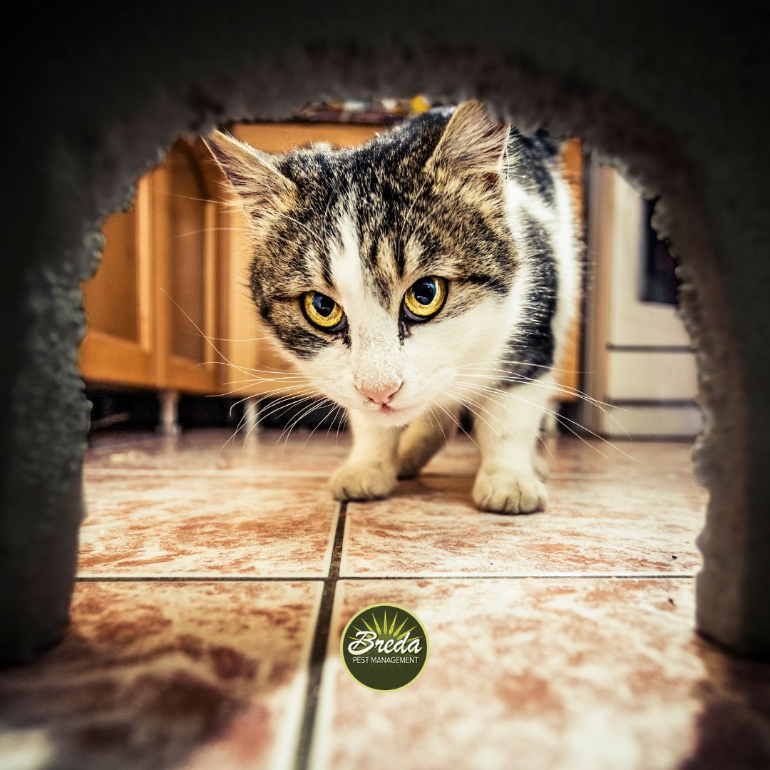 cat looking into hole in the wall in the kitchen rodent control Athens GA