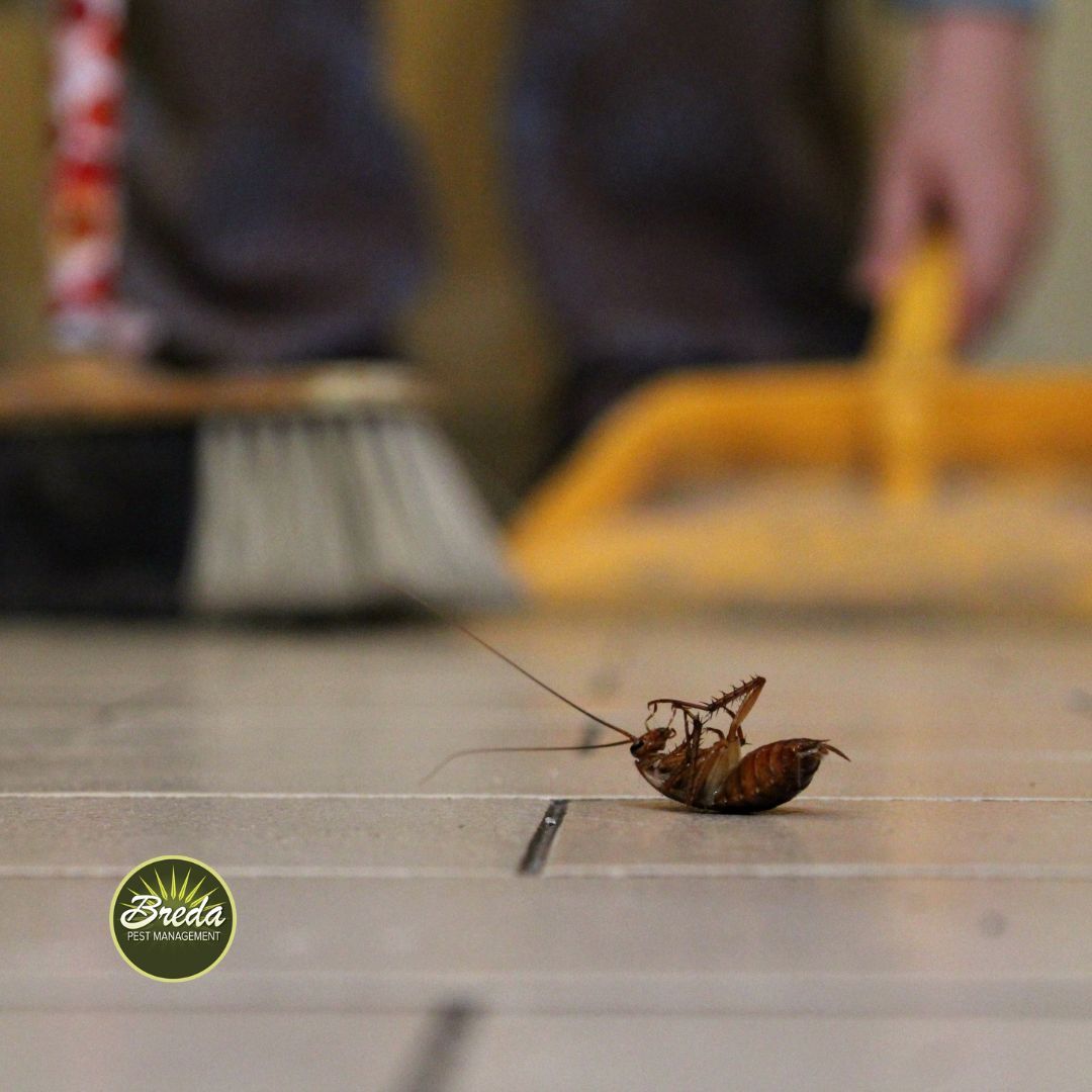 dead roach on kitchen floor in decatur georgia