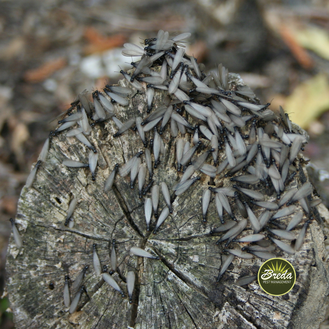 termite swarm on a tree stump in the woods