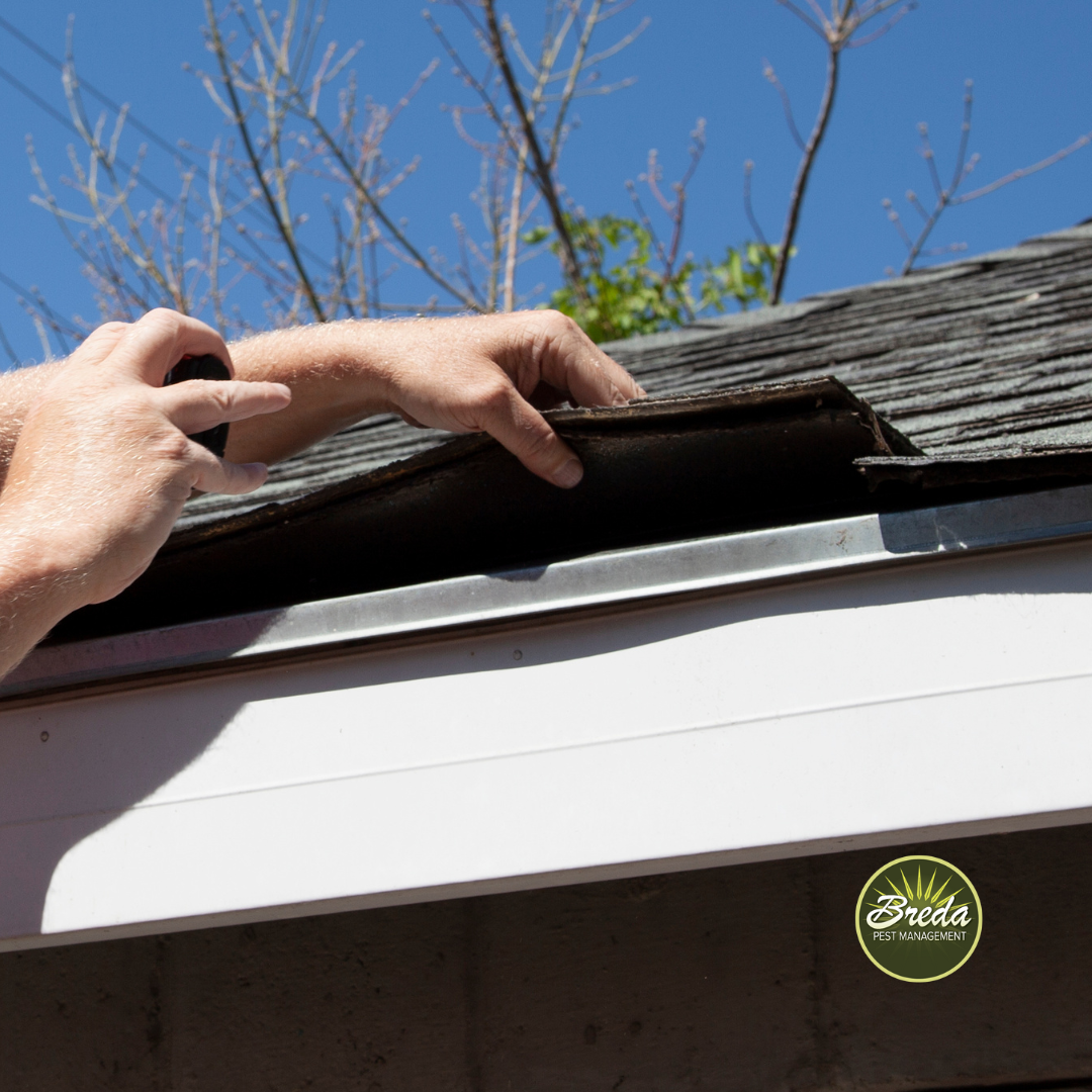 roof inspection bat proofing Georgia home