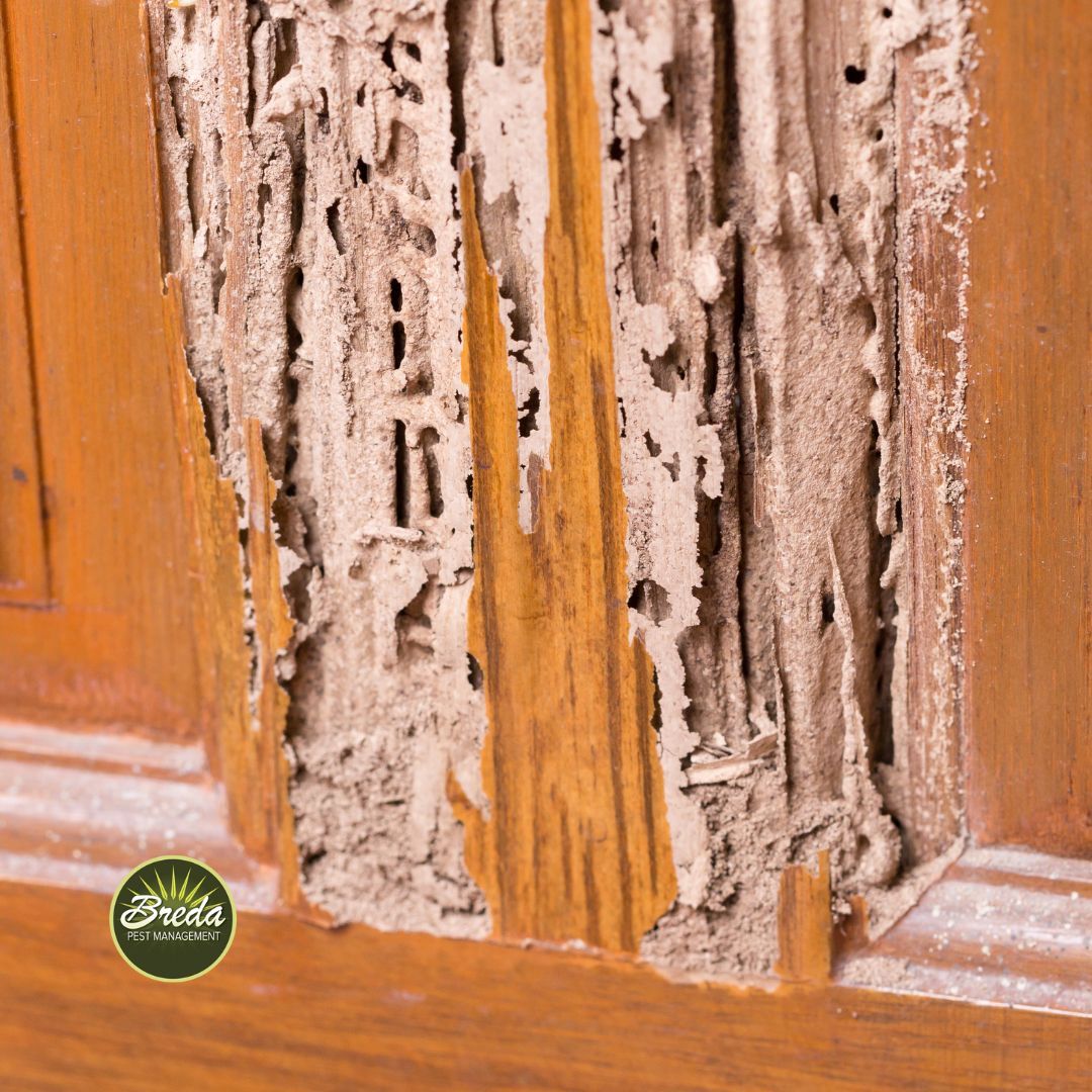termite damage in wooden door