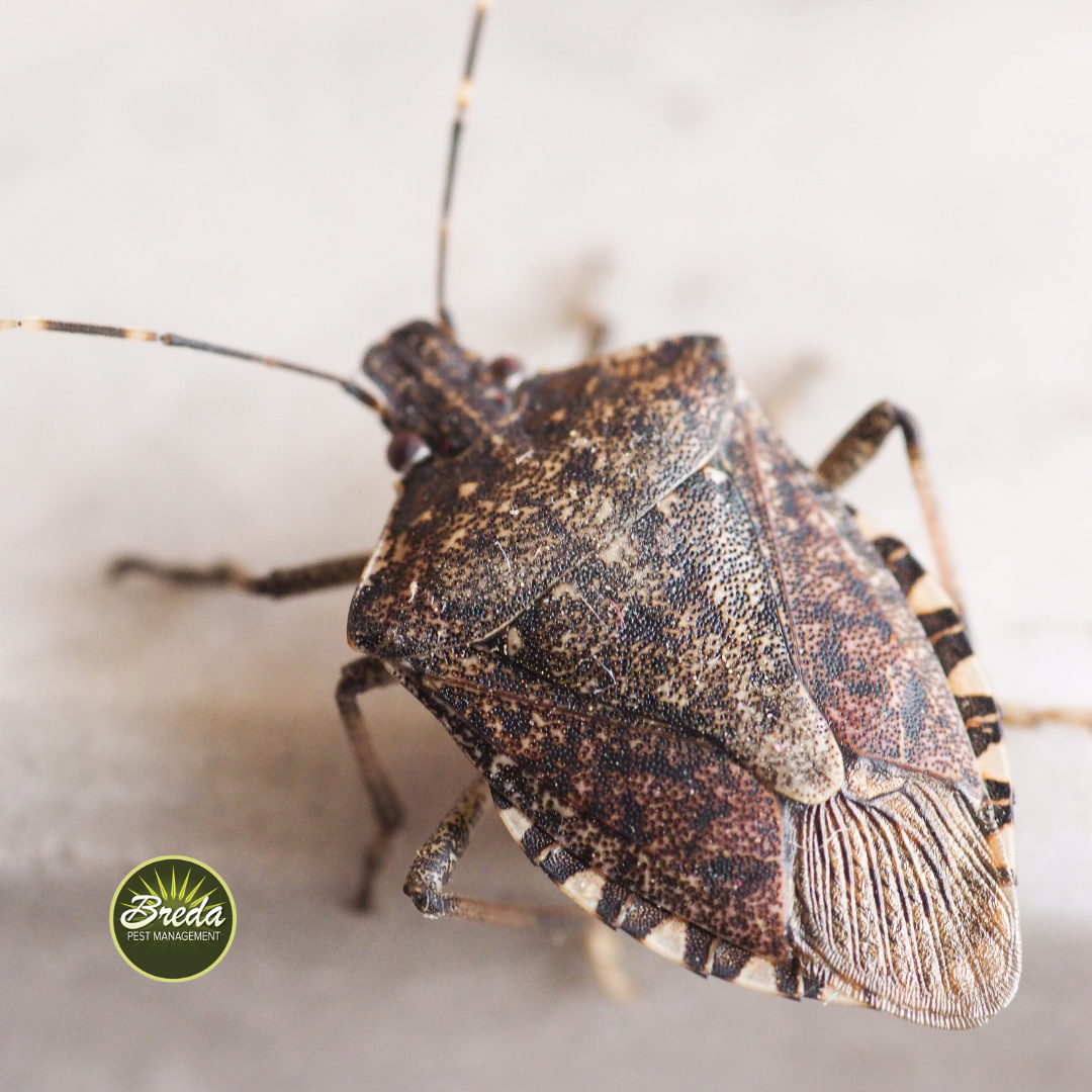 close up picture of a stink bug inside a home