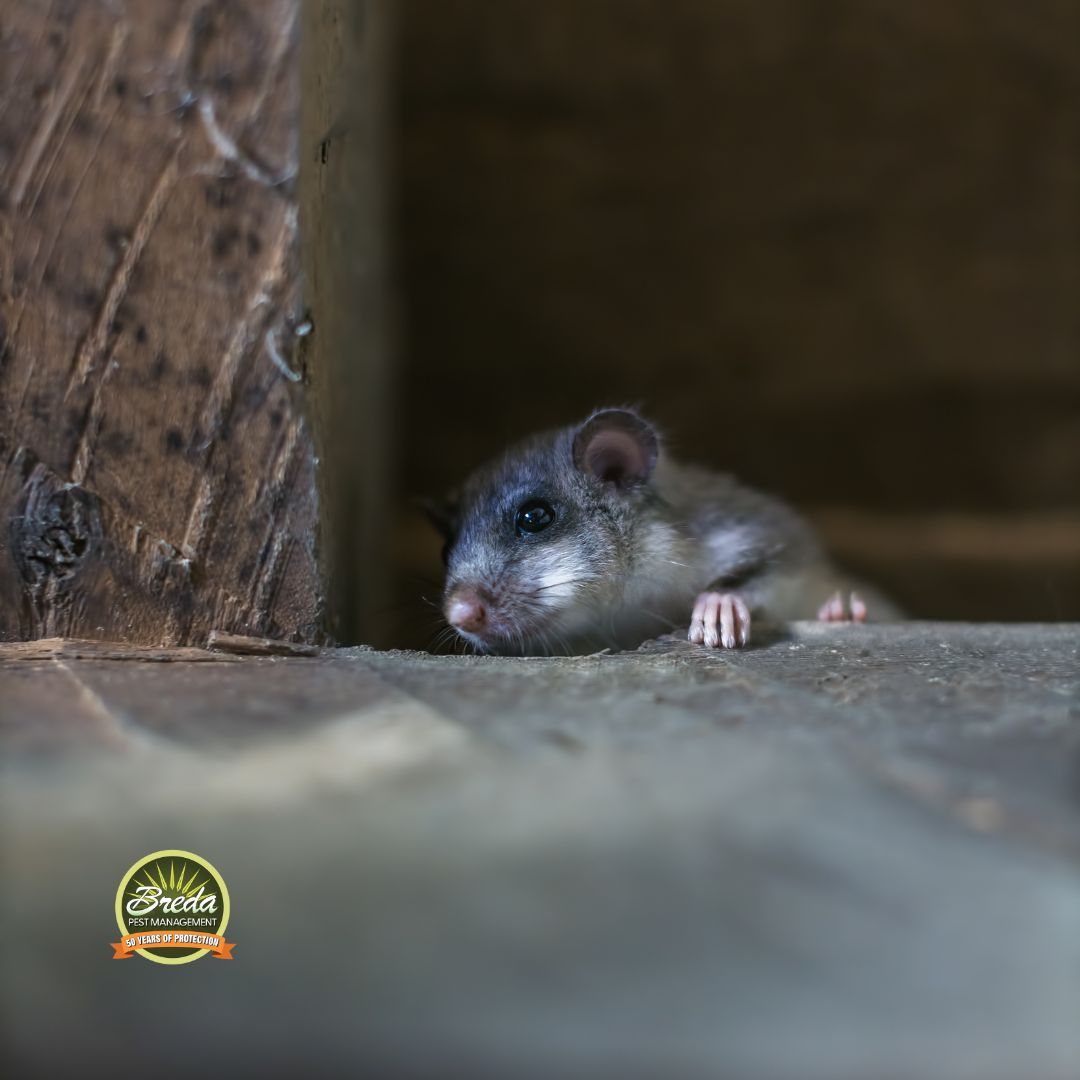 roof rat inside a house's attic roof rat pest control in Metro Atlanta