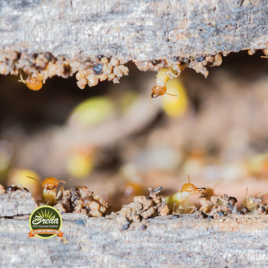 termites inside a home crawl space encapsulation pest control